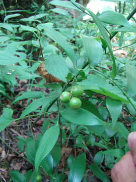 Image of Danae racemosa (L.) Moench