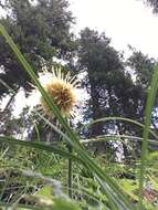 Image de Cirsium erisithales (Jacq.) Scop.