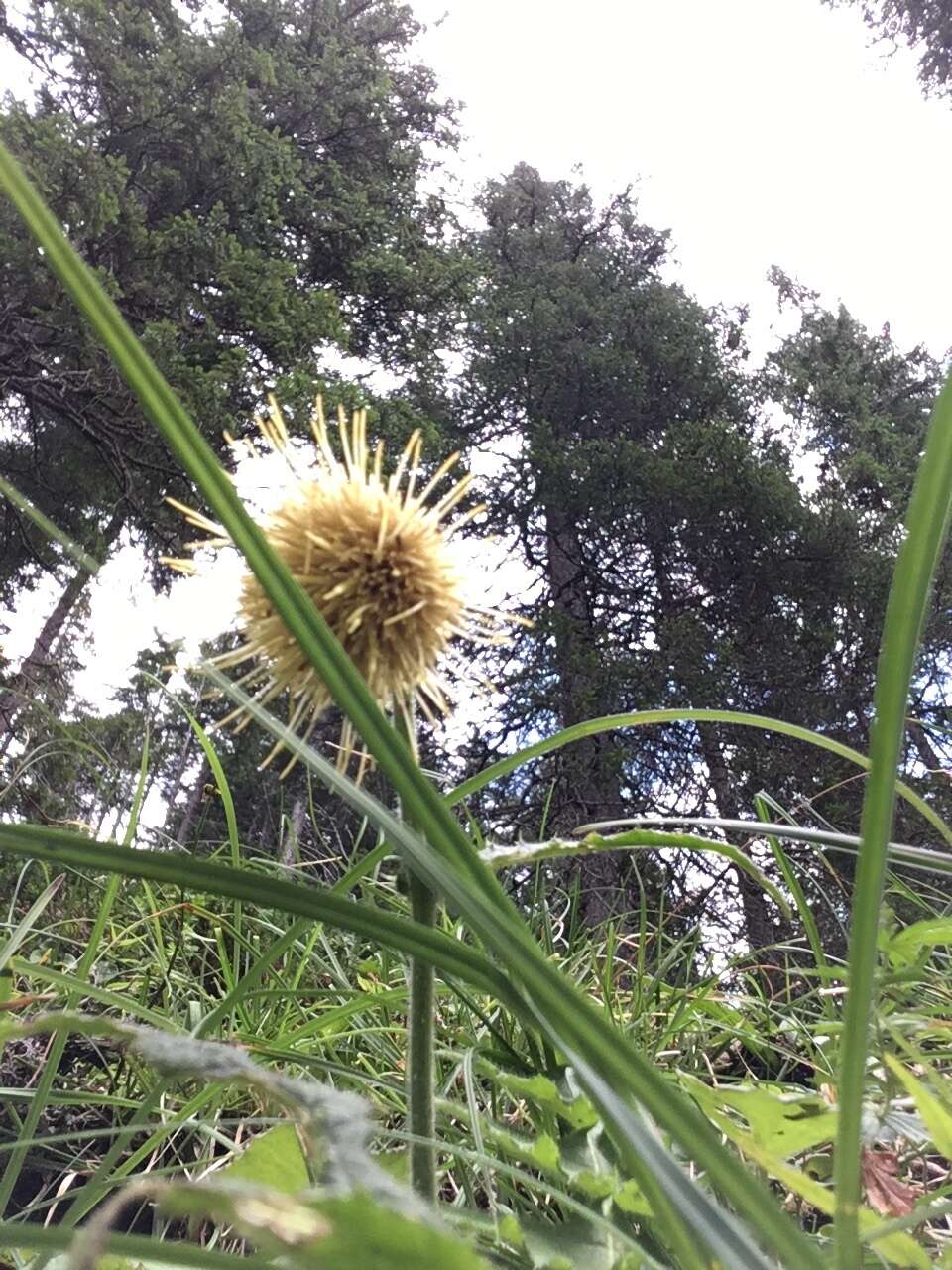 Image of Cirsium erisithales (Jacq.) Scop.