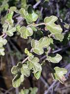 Image of Pine Hill flannelbush