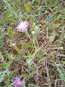 Image of Centaurea jacea subsp. angustifolia (DC.) Gremli