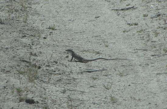 Image of Cope's leopard lizard