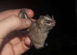 Image of Little Yellow-eared Bat