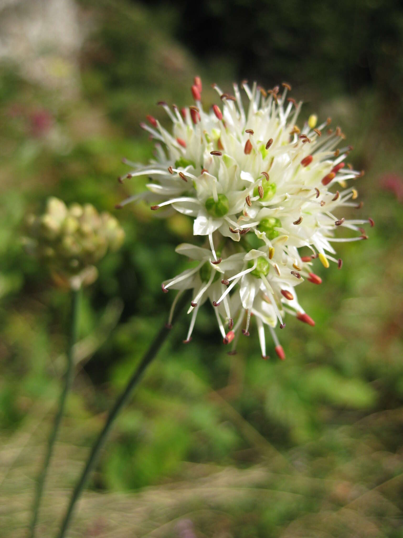 Image of Allium ericetorum Thore