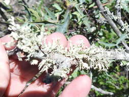 Image of cartilage lichen