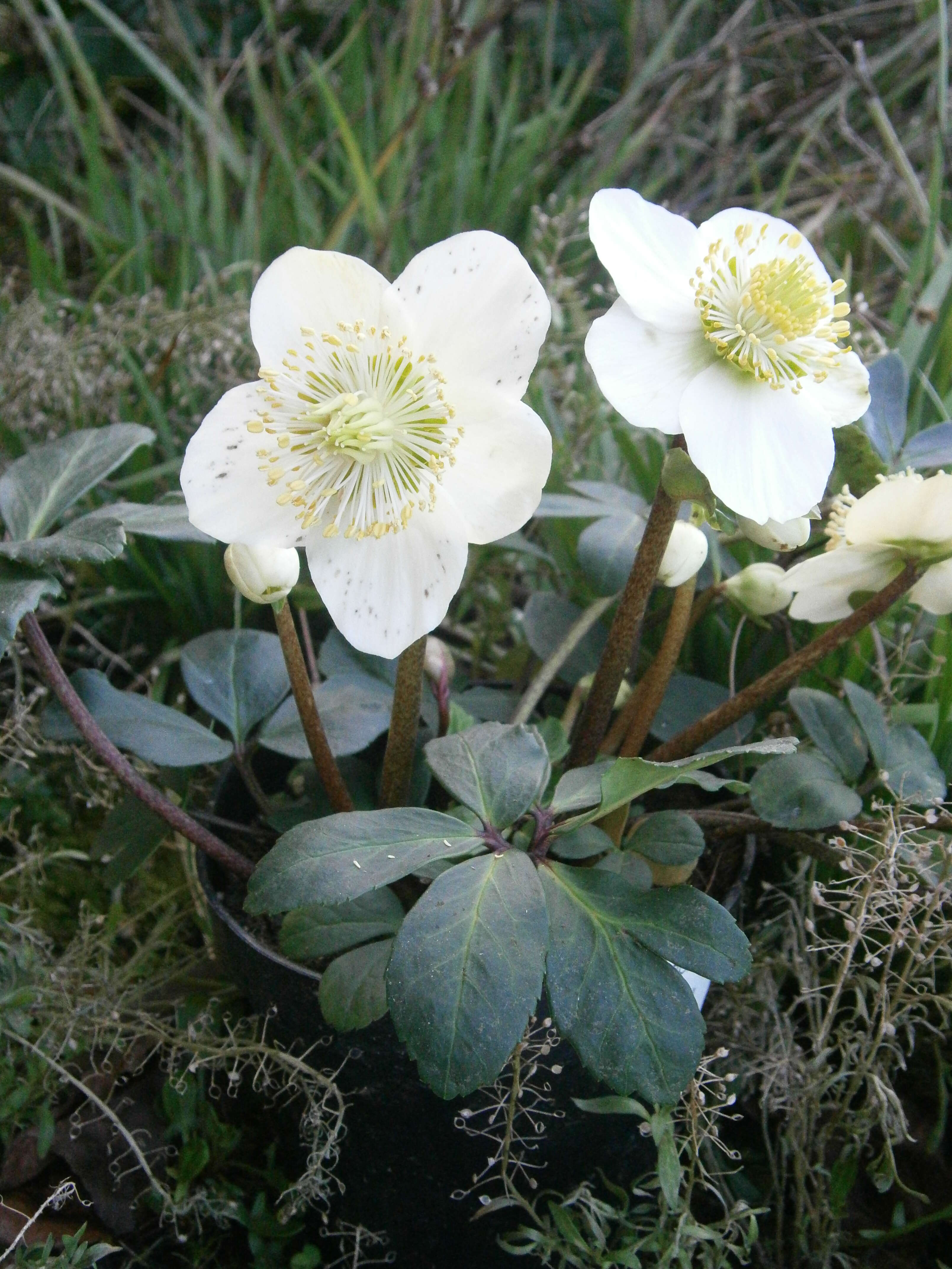 Image of black hellebore