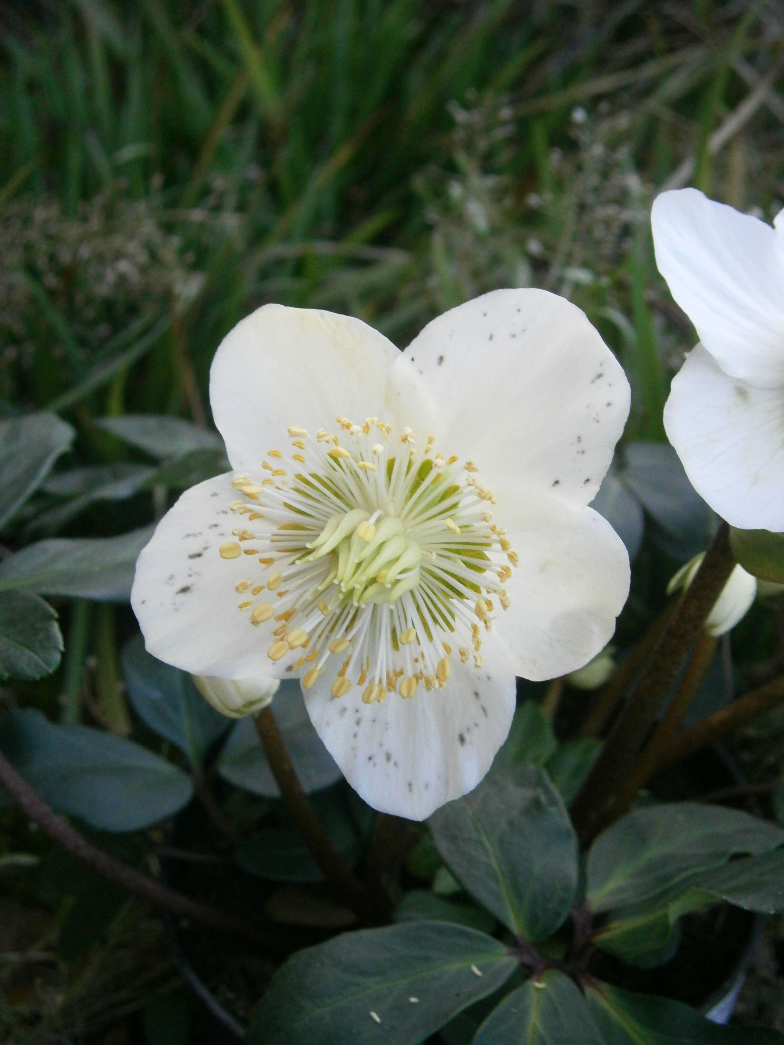 Image of black hellebore