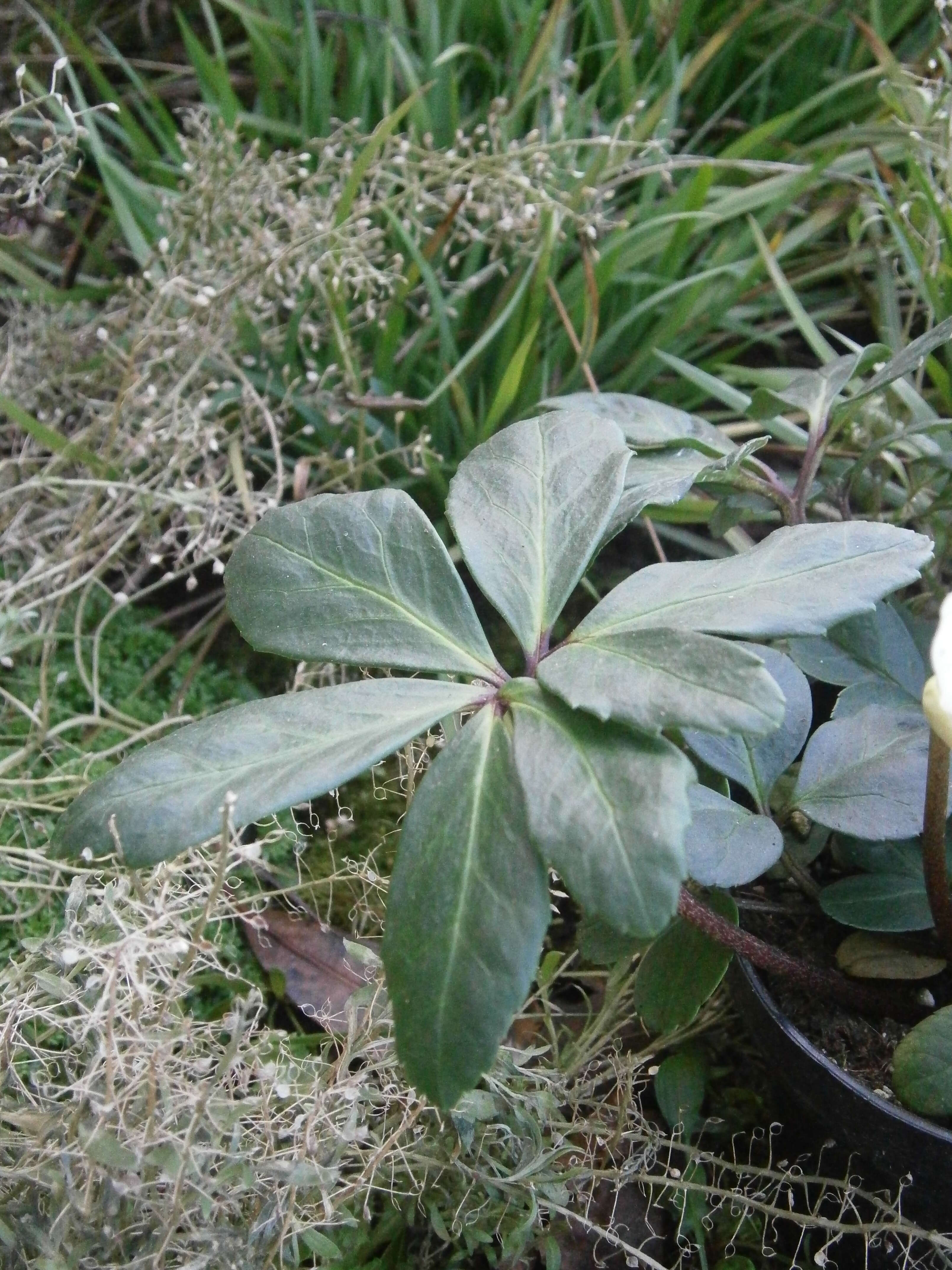 Image of black hellebore