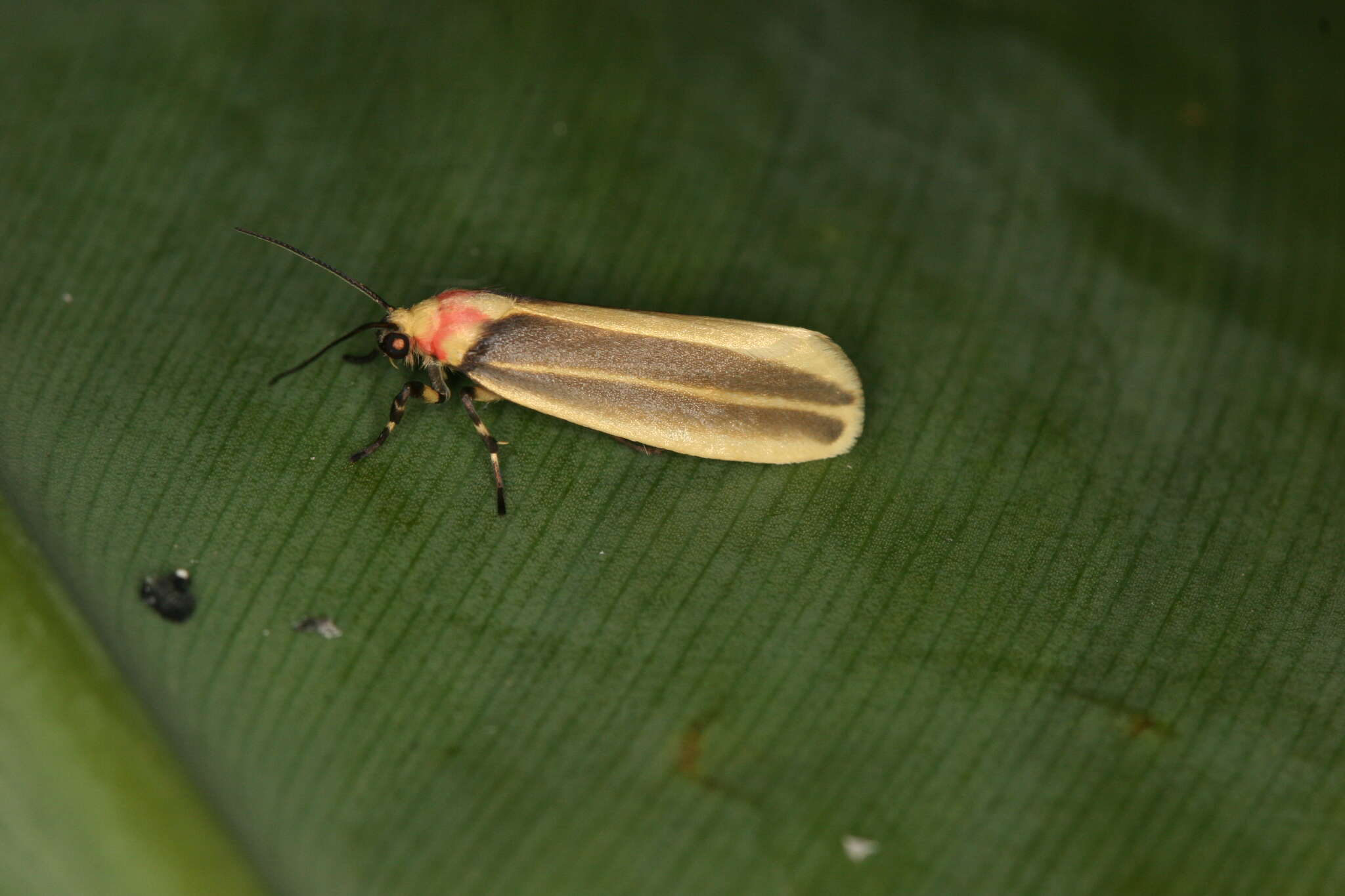 Rhabdatomis laudamia Druce 1885 resmi