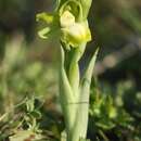 Image of Ophrys sphegodes subsp. passionis (Sennen) Sanz & Nuet