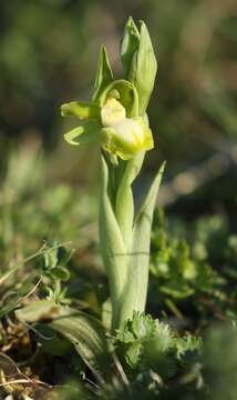 Слика од Ophrys sphegodes subsp. passionis (Sennen) Sanz & Nuet