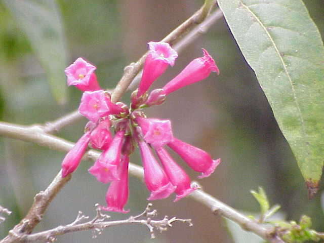 Image of purple cestrum