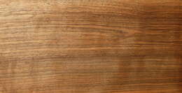 Image of Common walnut