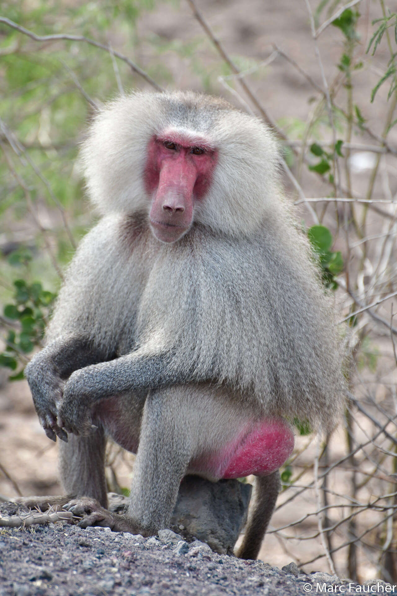 Image of hamadryas baboon