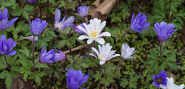 Image of Balkan Anemone