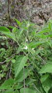 Image of <i>Solanum pruinosum</i> Dunal