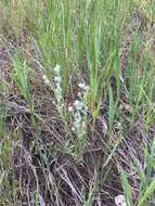 Image of field cudweed