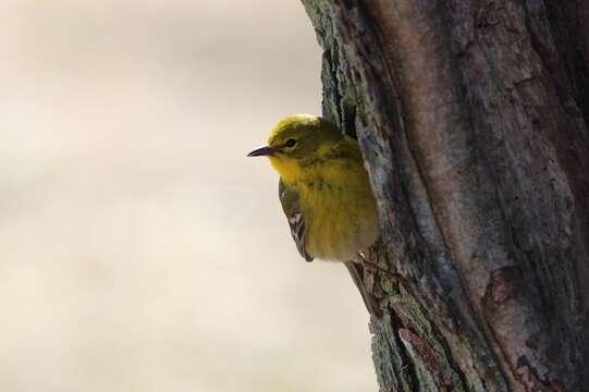 Image of Setophaga pinus pinus (Linnaeus 1766)