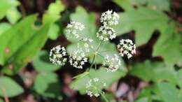 Image of stiff cowbane