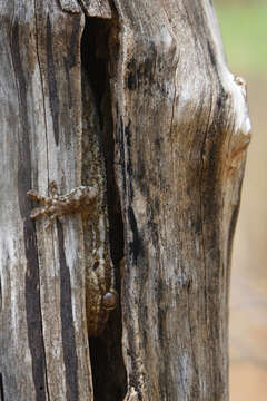 Image of Madagascar Velvet Gecko