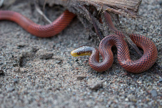 صورة Oxyrhopus formosus (Wied-Neuwied 1820)