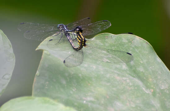 Слика од <i>Hylaeothemis apicalis</i> Fraser 1924