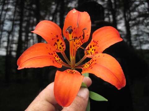 Lilium philadelphicum L. resmi