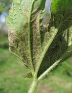 Image of Pseudoperonospora cubensis