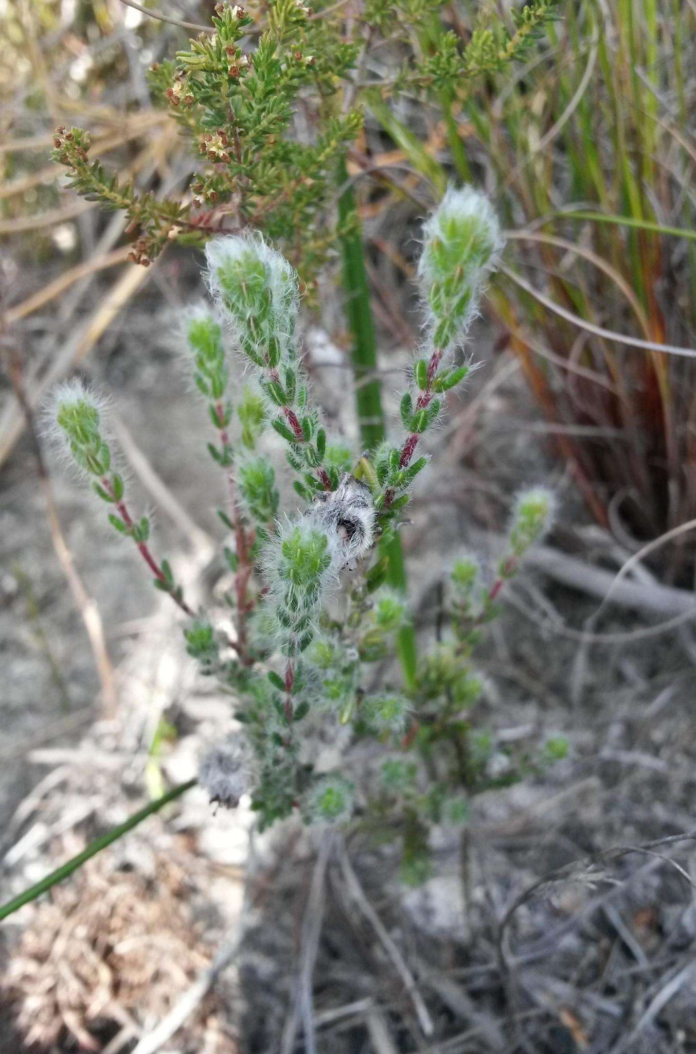 Imagem de Erica capitata L.