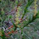 Image of Richea victoriana Y. Menadue