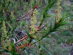 Image of Richea victoriana Y. Menadue