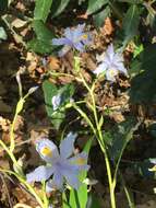 Image of Fringed iris