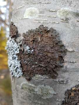 Image of melanelia lichen