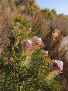 Image of Serruria hirsuta R. Br.