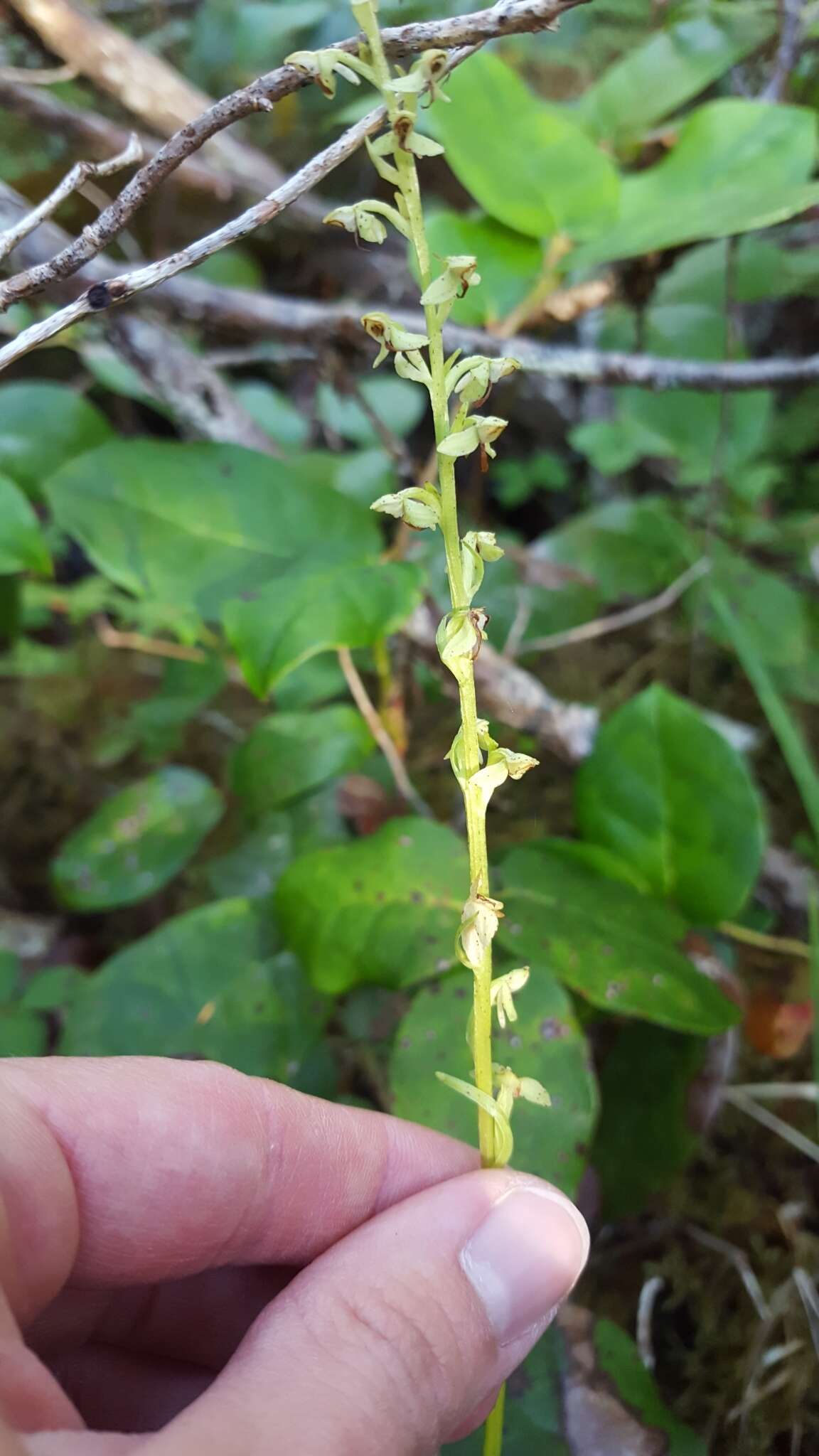 Imagem de Platanthera stricta Lindl.