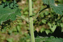 Scrophularia divaricata Ledeb. resmi