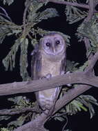 Image of Sulawesi Masked Owl