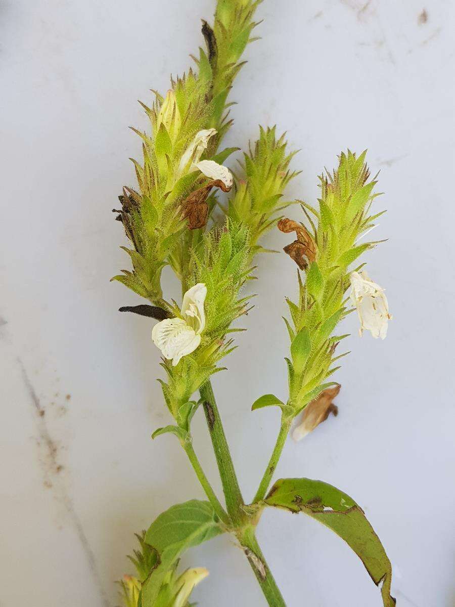 Image of Isoglossa glandulosissima K. Balkwill