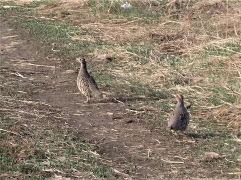 Image of Daurian Partridge