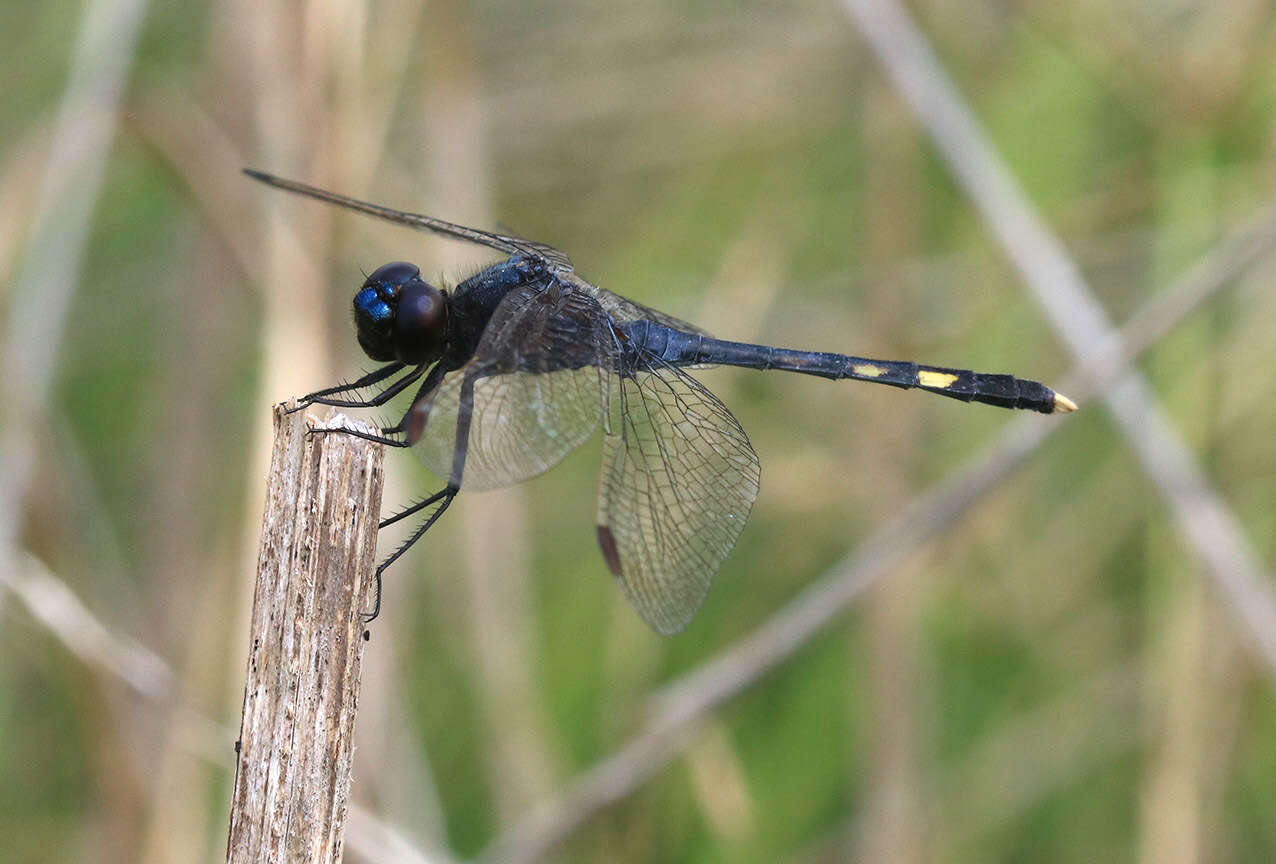 Erythrodiplax nigricans (Rambur 1842) resmi