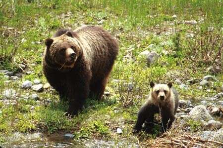 Image of grizzly bear