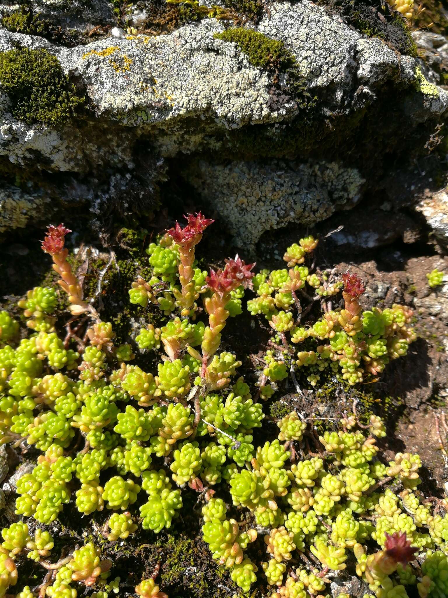 Image of Sedum alpestre Vill.