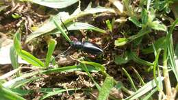 Image of Dorcadion (Cribridorcadion) pedestre (Poda 1761)