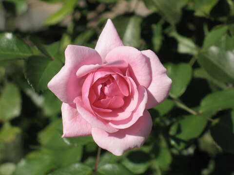 Image of evergreen rose