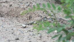 Image of New Mexico whiptail