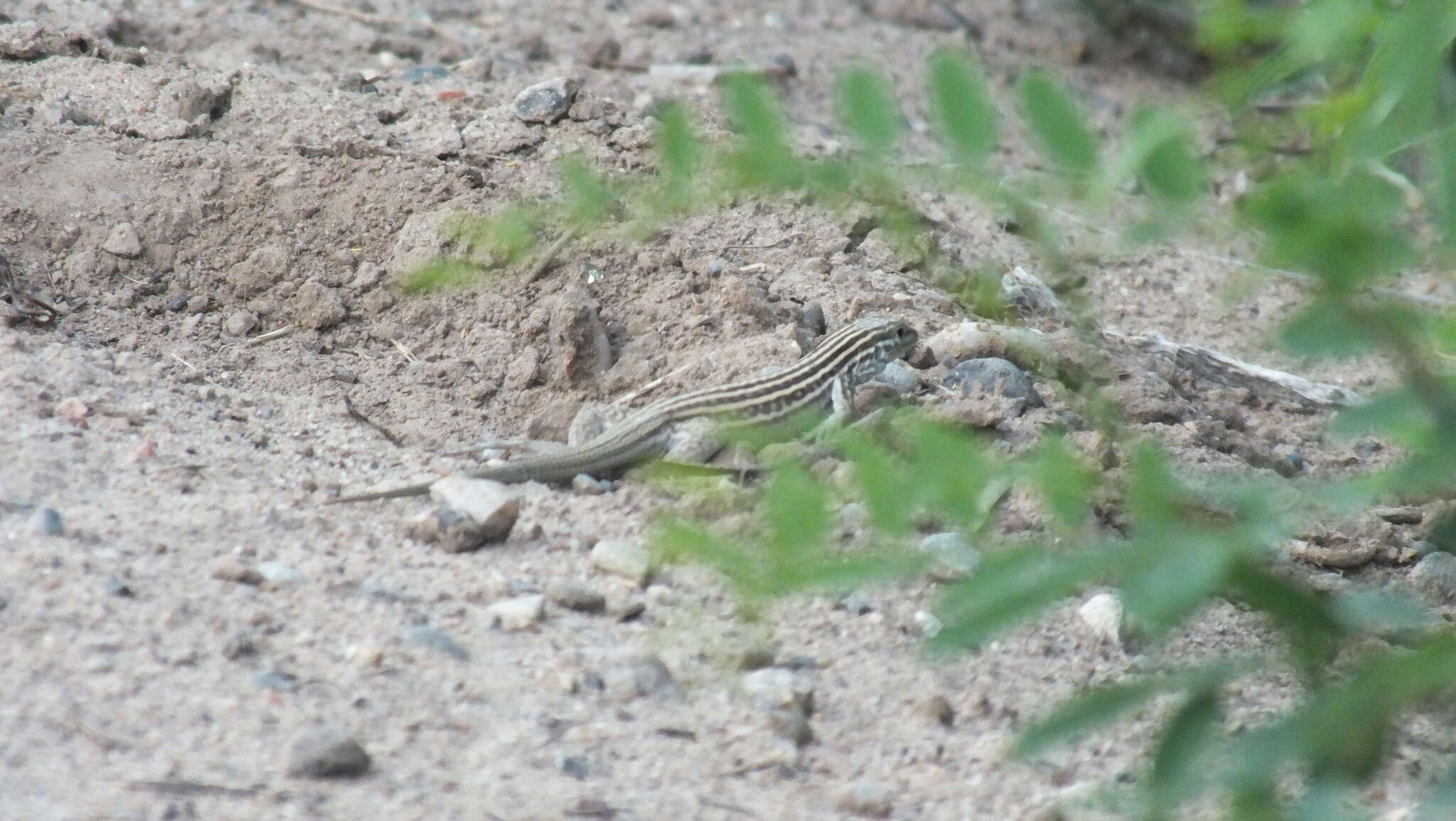 Image of New Mexico whiptail