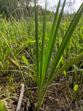 Imagem de Acorus calamus var. americanus Raf.