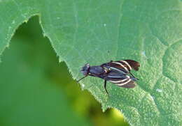 Image of Black Onion Fly