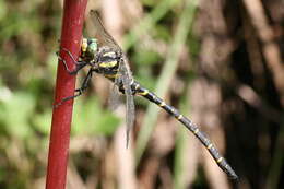 Image of golden-ringed dragonfly