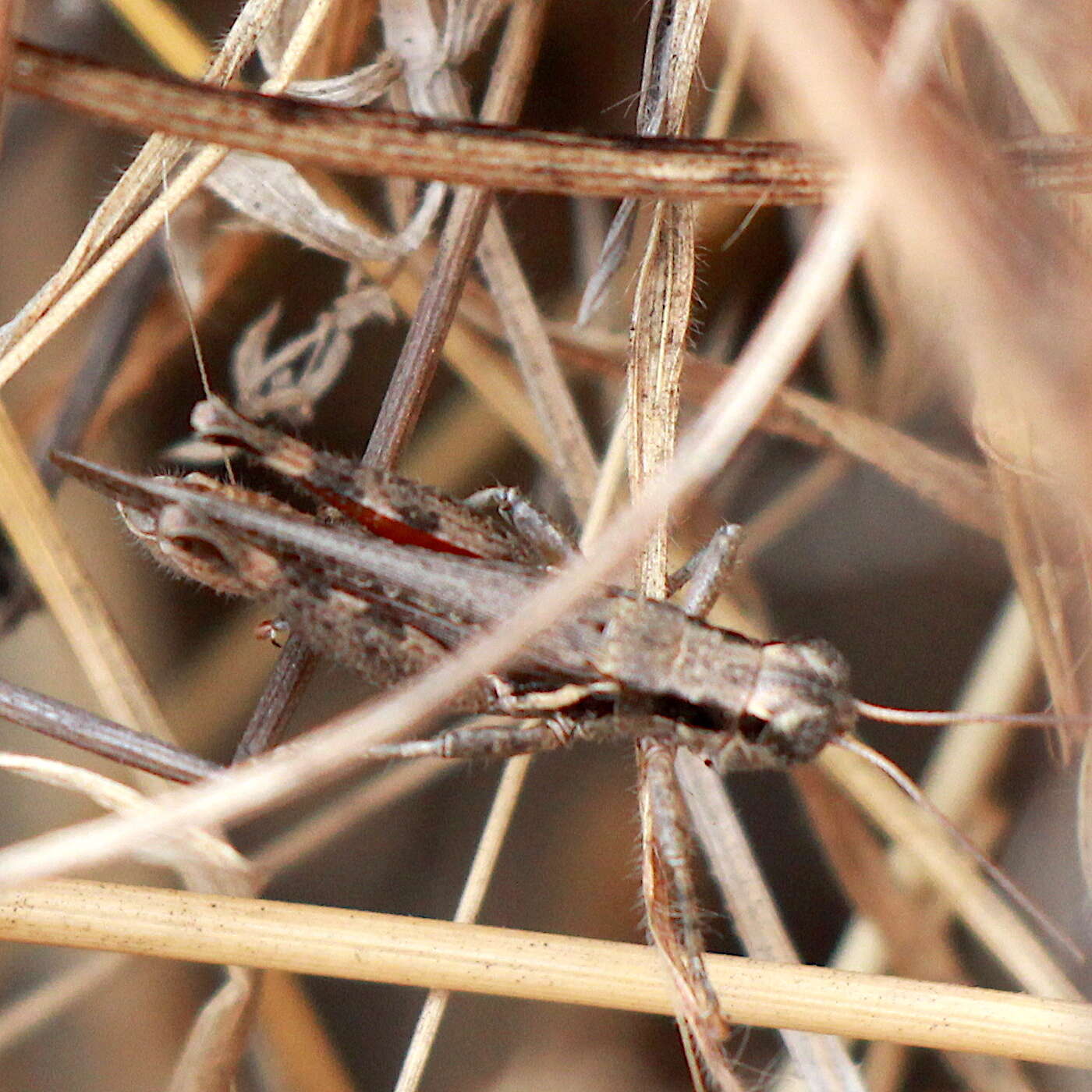 Melanoplus cinereus cyanipes Scudder & S. H. 1897的圖片